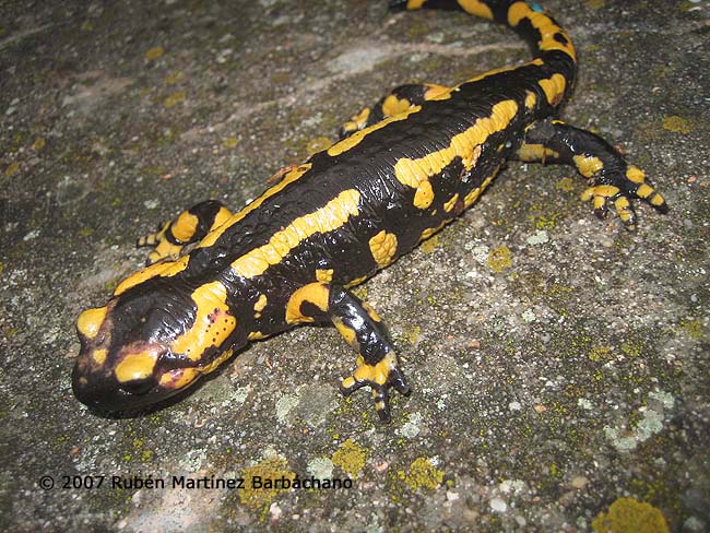 Salamandra salamandra fastuosa/bejarae